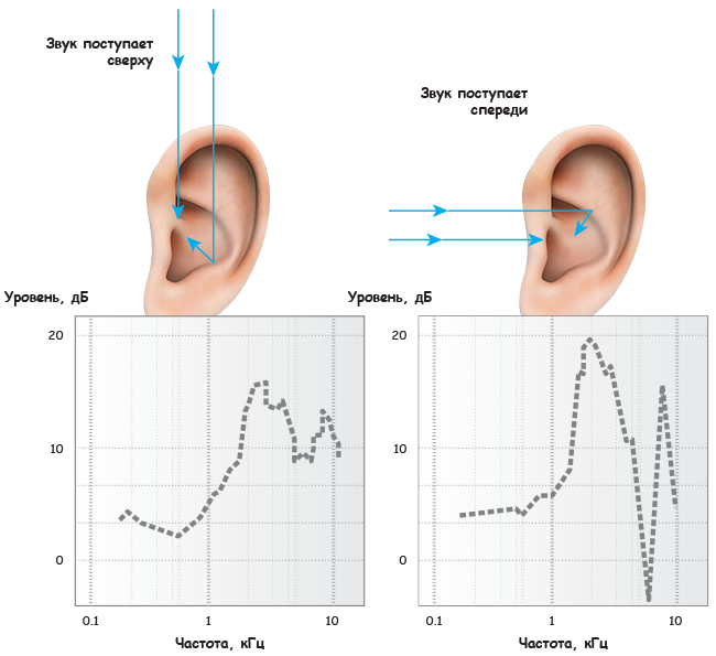 Частотно-амплитудные графики передаточных функций человеческого уха для звуков, которые поступают с разных направлений.